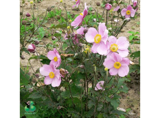 Anemone hupehensis var. japonica